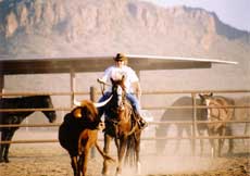 Working Cow Horse