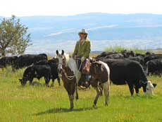 Working Cow Horse