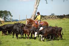 Working Cow Horse